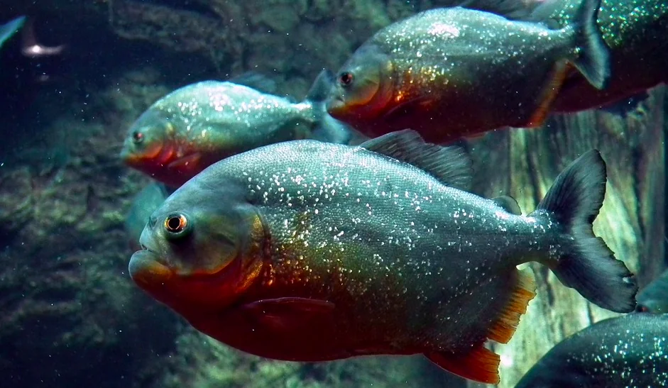 Piranha, tutta la verità sui denti letali